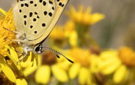 SoortenNL bruine vuurvlinder - primair