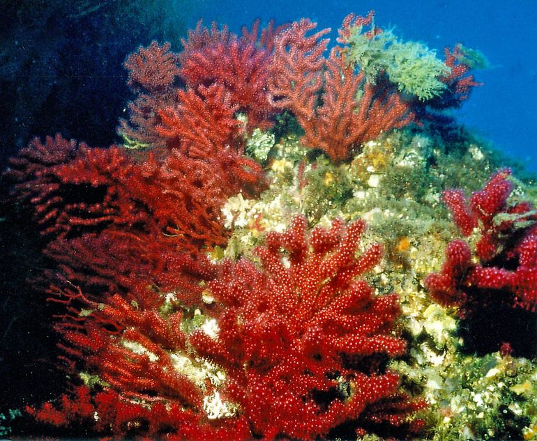 Hoornkoraal Paramuricea clavata in de Middellandse Zee bij Banyuls sur Mer, juli 1995