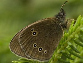 Aphantopus hyperantus. Koevinkje