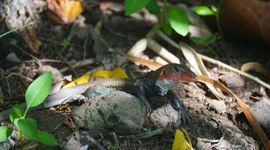 St. Christopher’s ameiva (Pholidoscelis erythrocephalus)
