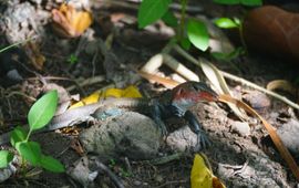 St. Christopher’s ameiva (Pholidoscelis erythrocephalus)