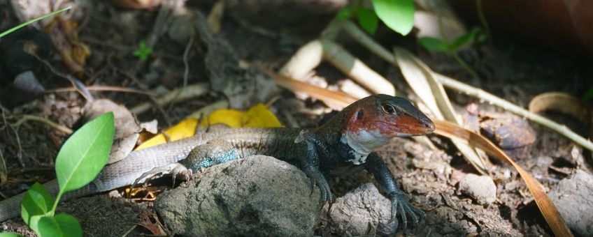 St. Christopher’s ameiva (Pholidoscelis erythrocephalus)