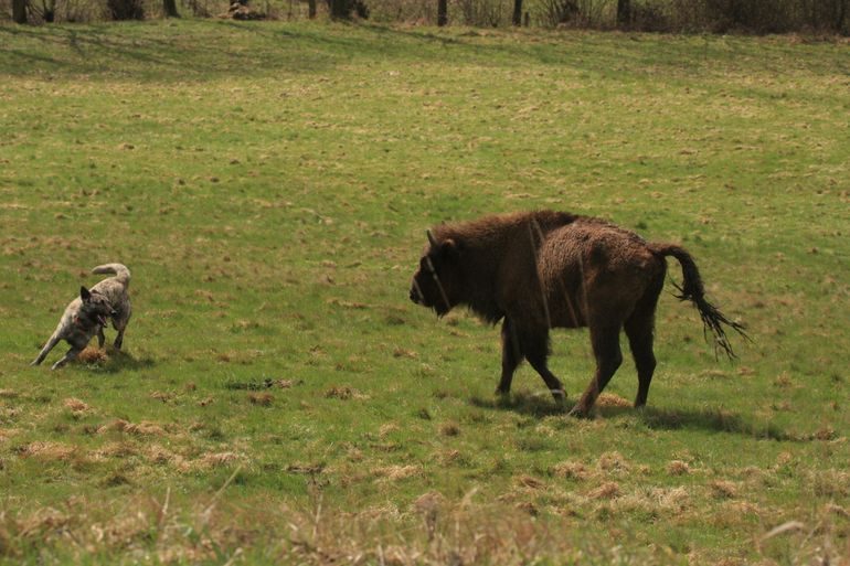 Hond speelt met een wisent. Beide dieren op deze foto zien dit als een spelletje, maar dat is niet altijd het geval.