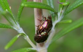 Chrysolina americana, Rozemarijngoudhaan
