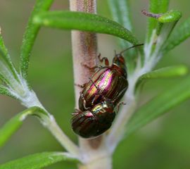 Chrysolina americana, Rozemarijngoudhaan