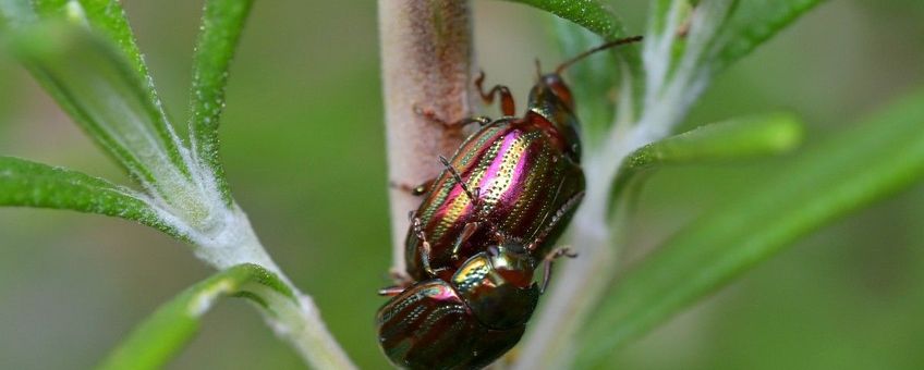 Chrysolina americana, Rozemarijngoudhaan