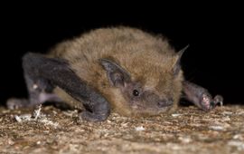 Foto van de ruige dwergvleermuis die is ontdekt op de ‘s-Gravelandse buitenplaats.