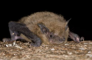 Ruige dwergvleermuis die is ontdekt op de ‘s-Gravelandse buitenplaats