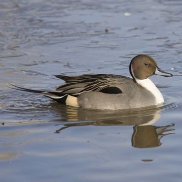 Pijlstaarten danken hun naam aan de lange, spitse staart