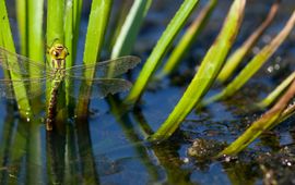 groene glazenmaker vrouw - primair