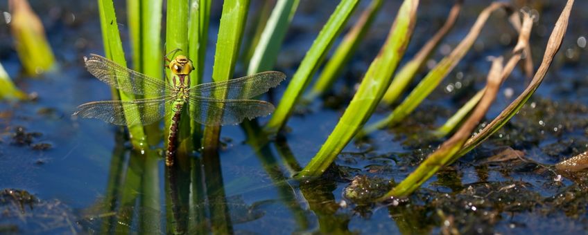 groene glazenmaker vrouw - primair