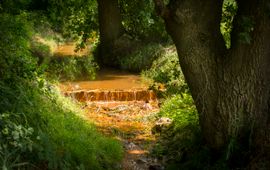 wijst, beek, ijzerhoudend water - eenmalig gebruik