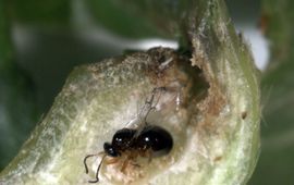 nieuwe Voedsel en Waren Autoriteit tamme-kastanjegalwesp (Dryocosmus
kuriphilus)
http://www.vwa.nl/