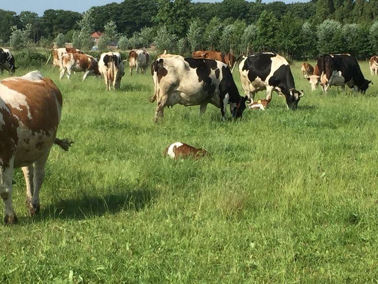 Op dit natuurinclusieve bedrijf in Halle lopen de kalveren met hun moeder in de wei