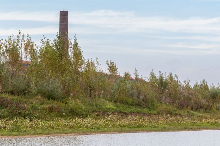 Biotoop zuidelijke sikkelsprinkhaan in de Millingerwaard