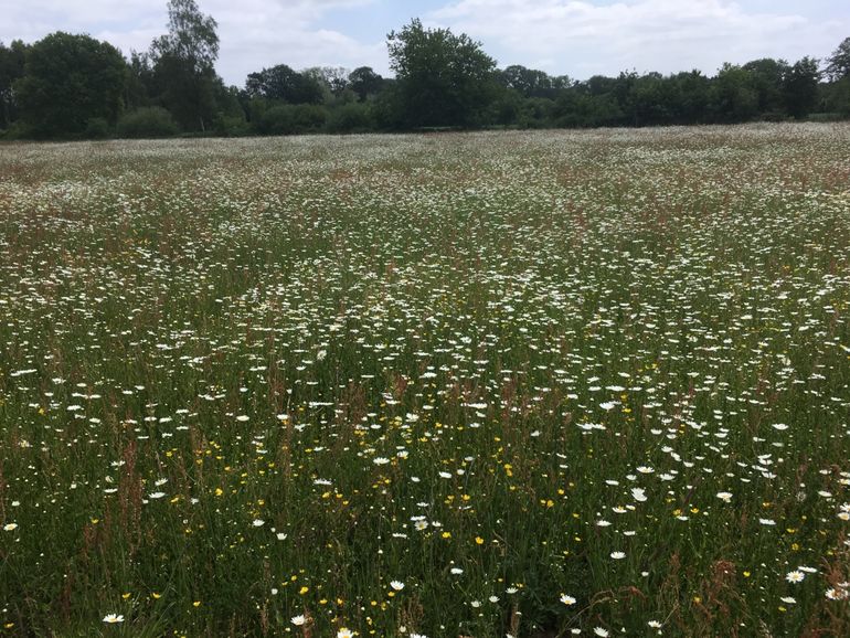 Een bloemrijk grasland, een nectaroase voor insecten, is het uiteindelijke doel van het beheertype 'kruiden- en faunarijk grasland'