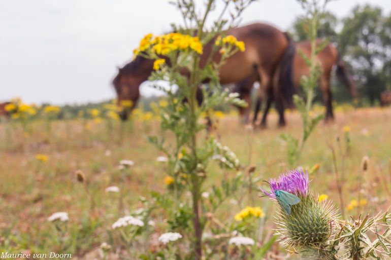 Exmoor pony's en metaalvlinder