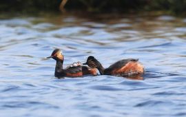 Podiceps nigricollis. Geoorde fuut