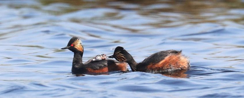 Podiceps nigricollis. Geoorde fuut