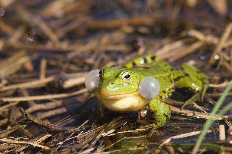 Poelkikker (Pelophylax lessonae)