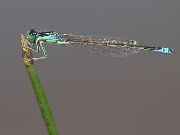 Een mannetje van de tengere grasjuffer