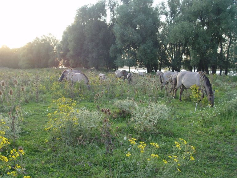 Kruidenrijke graslanden hebben zich miljoenen jaren in een samenspel met grote grazers kunnen ontwikkelen. Konikpaarden in Beuningen