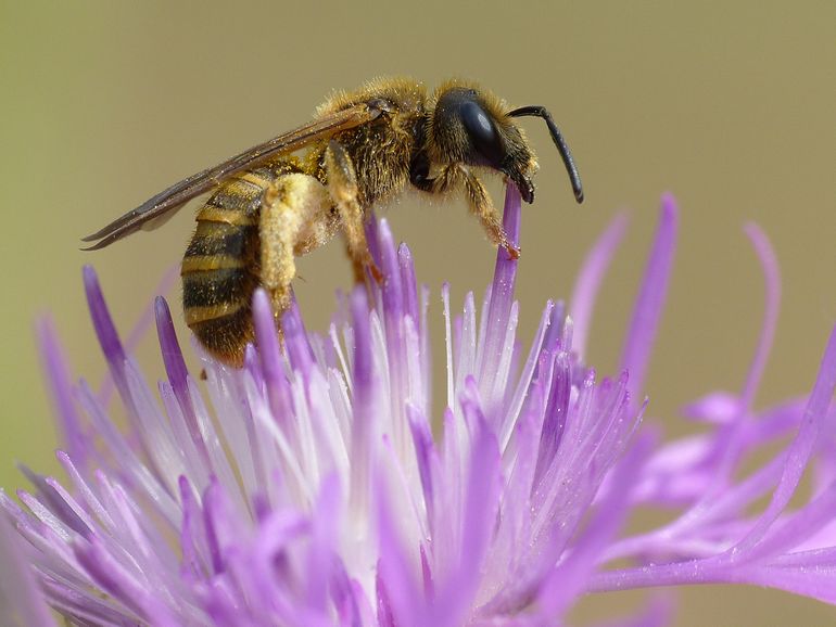 De breedbandgroefbij breidde zich in de afgelopen jaren snel noordwaarts uit