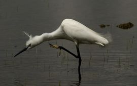 Kleine zilverreiger