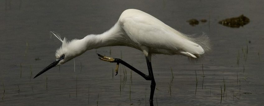 Kleine zilverreiger