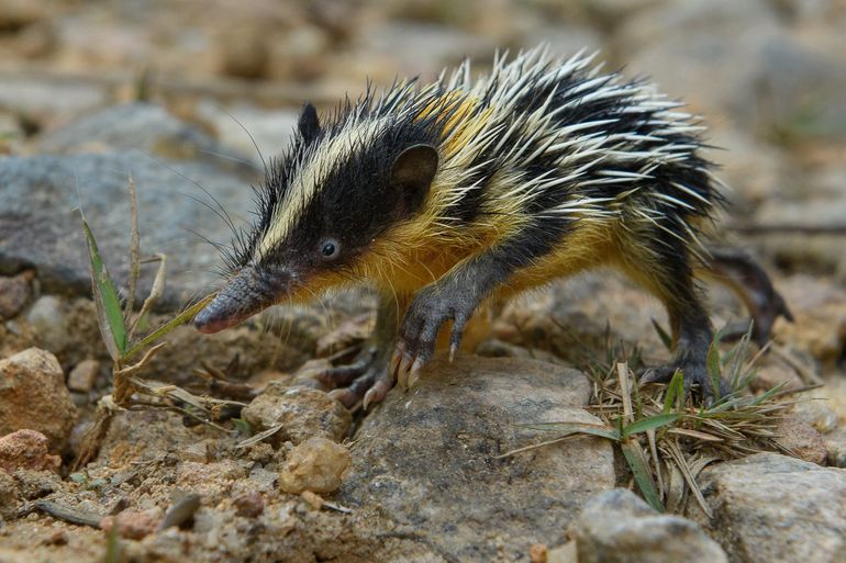 Lowland streaked tenrec