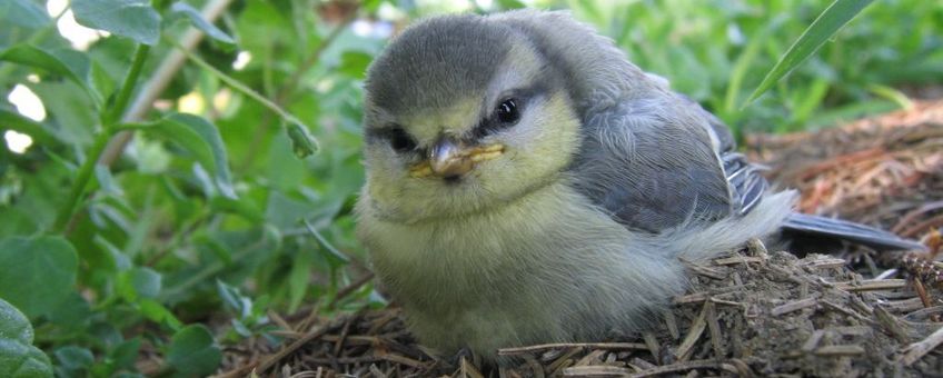 verbanning Bereid vonnis Nature Today | Laat jonge vogels met rust