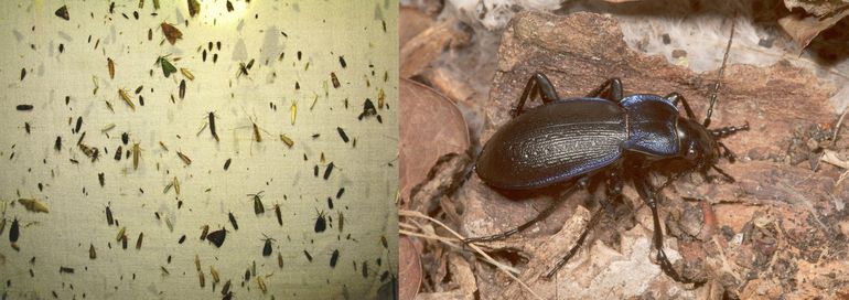 Links: in het gebied de Kaaistoep (Noord-Brabant) werden insecten geteld op basis van lichtvangsten. Rechts: bij Wijster werden met potvallen loopkevers verzameld. Hier de blauwzwarte schallebijter Carabus problematicus