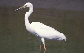 Casmerodius alba, Grote zilverreiger