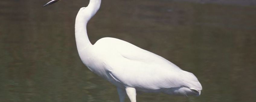 Casmerodius alba, Grote zilverreiger