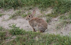 Als je over enkele jaren weer regelmatig een konijn ziet wegschieten op Vlieland, is deze actie goed geslaagd.