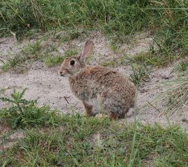 Als je over enkele jaren weer regelmatig een konijn ziet wegschieten op Vlieland, is deze actie goed geslaagd.