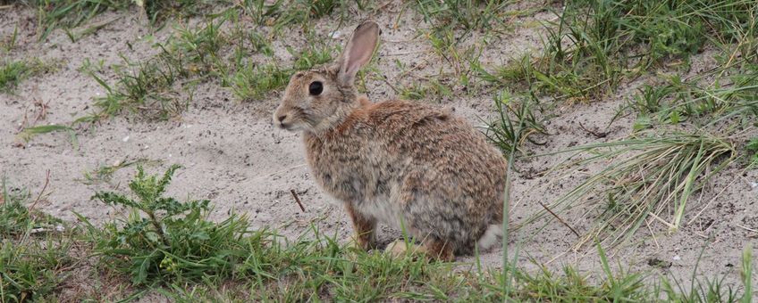 Als je over enkele jaren weer regelmatig een konijn ziet wegschieten op Vlieland, is deze actie goed geslaagd.
