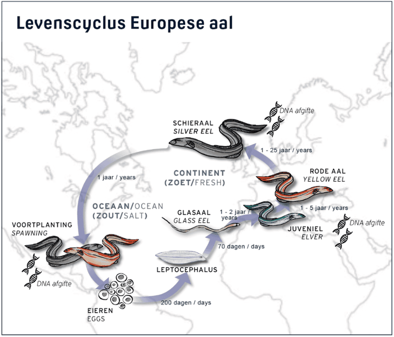 Schematische weergave van de levenscyclus van de aal