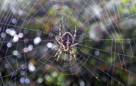 Vincent de Groot Kruisspin in web, GNU-licentie voor vrije documentatie