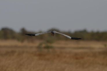 Een jagend mannetje grauwe kiekendief met GPS-logger in Senegal