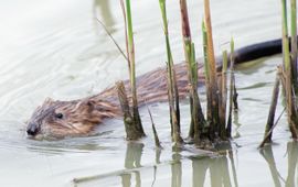De muskusrat is een uitheemse diersoort en een risico voor de waterveiligheid in Nederland
