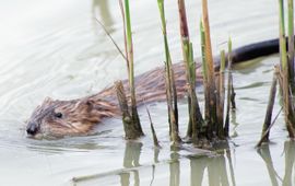 Unie van Waterschappen De muskusrat is een uitheemse diersoort en een risico voor de waterveiligheid in Nederland
