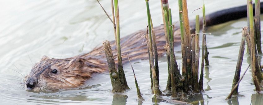 De muskusrat is een uitheemse diersoort en een risico voor de waterveiligheid in Nederland