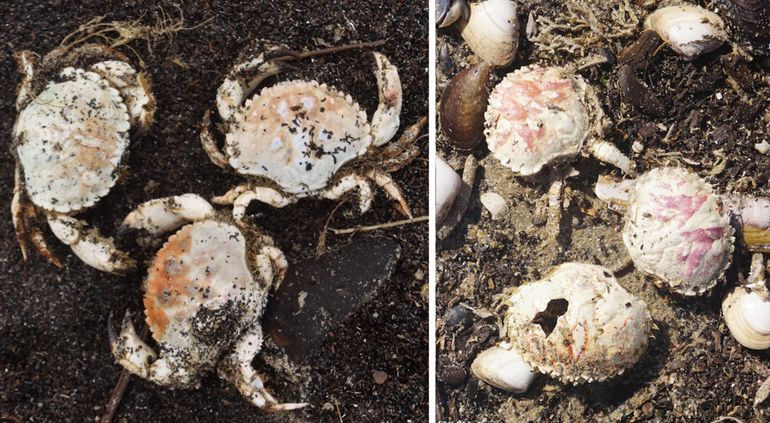 Recente nieuwkomer, die de laatste vijf jaar sterk in ons kustgebied is toegenomen: de Ovaalronde krab. Links: complete dieren, rechts rugschilden, deels vervellingshuidjes