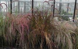 Onderzochte cultivars van Pennisetum op een rijtje in de kas.