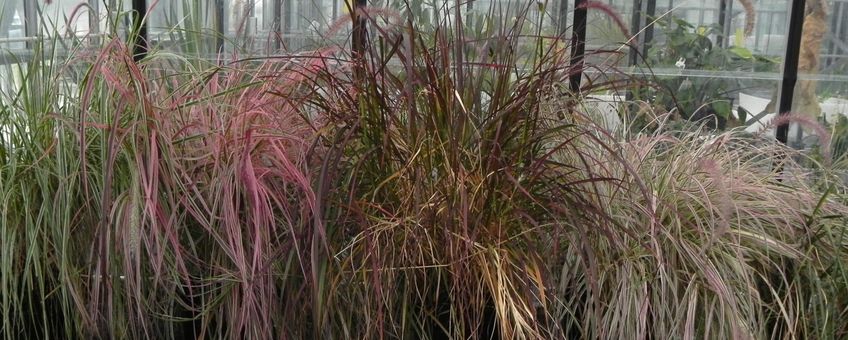 Onderzochte cultivars van Pennisetum op een rijtje in de kas.