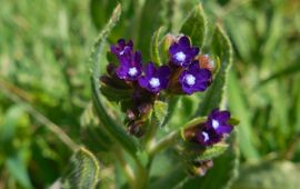 Ed Stikvoort, Saxifraga gewone ossentong