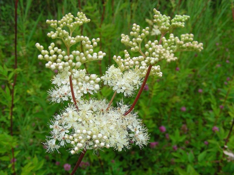 Moerasspirea bloeit met witte pluimen