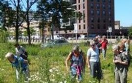 Kansen voor natuur in de stad, voor biodiversiteit en voor mensen