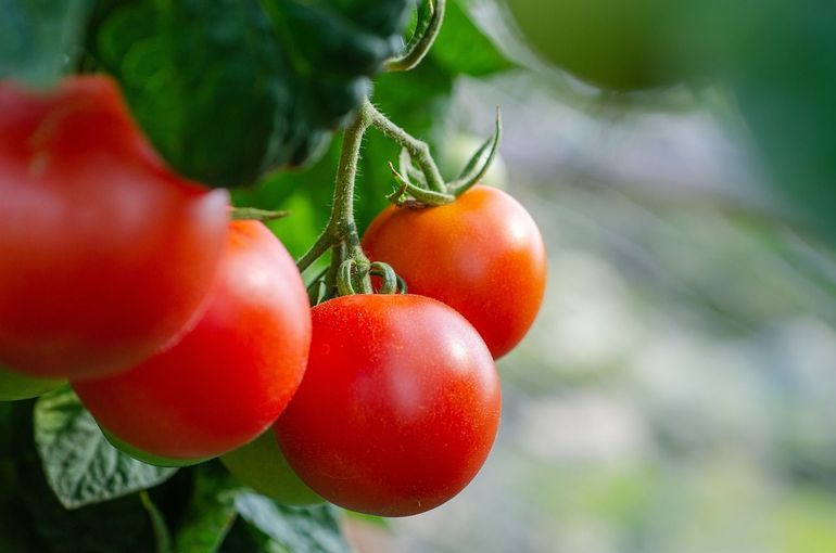 Bevatten tomaten van de volle grond een hogere biodiversiteit dan hydrogeteelde tomaten?